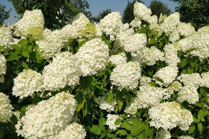 Pluimhortensia snoeien 