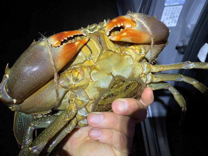 エガ二　浦戸湾　アカメ　餌