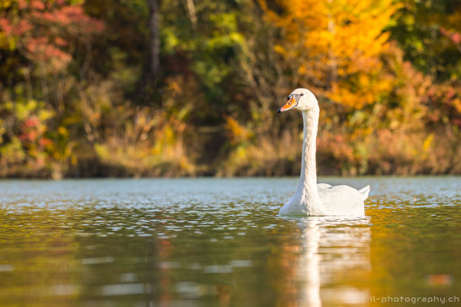 Schwan im Herbst bunte Blätter