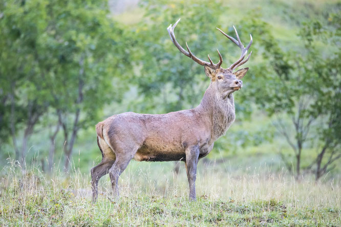 Hirschbrunft im Justistal