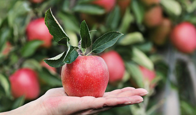 Roter Apfel mit Blättern daran liegt auf einer ausgestreckten Hand. Im Hintergrund unscharf ein Apfelbaum.