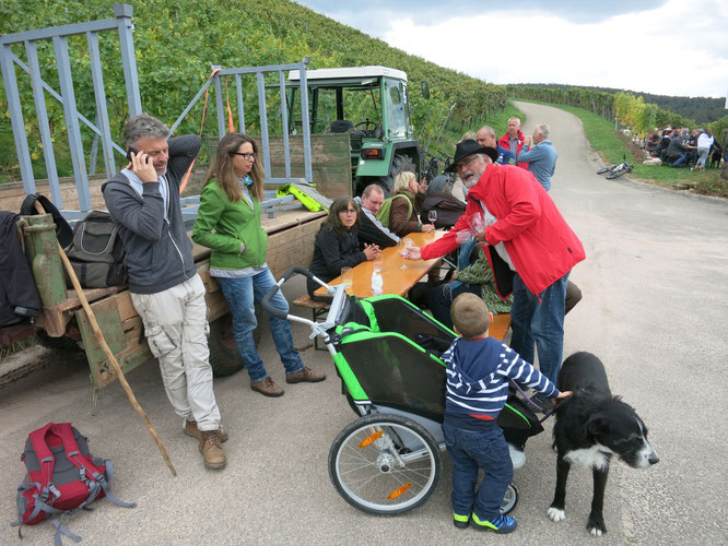 Pause im Weinberg. Die Wanderer sitzen an einer Biertischgarnitur oder sind and an einen Anhänger eines Traktors gelehnt. Dahinter sieht man den Weinberg mit belaubten Reben.