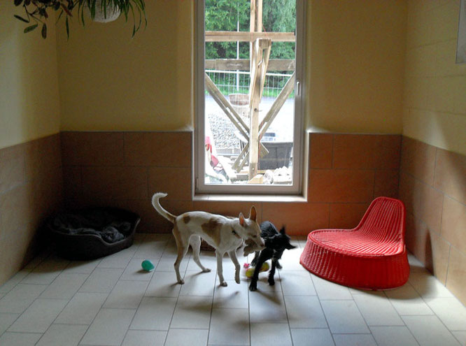 Gemütliche Zimmer für die Vierbeiner