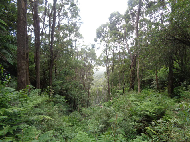 Wilsons Promontory