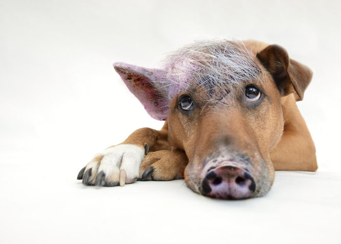 Den inneren Schweinehund in den Griff bekommen. © suju-foto auf Pixabay 