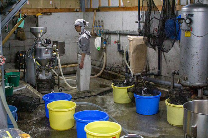 洗米後はすばやく吸水！　複数の桶に水を張って待つ、蔵元のご子息・露木隆一朗さん。