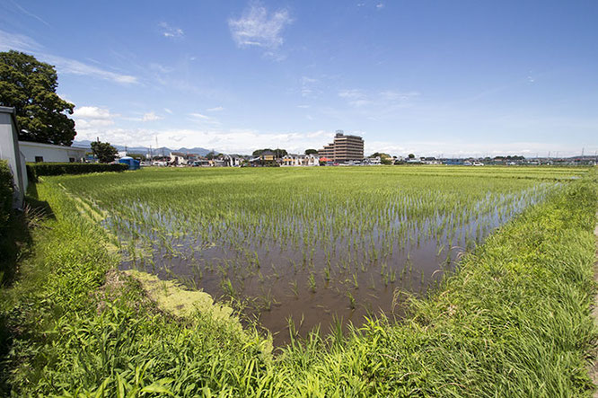 ６月なのにもう梅雨が明けた！ 空は一段高くなり、朝からしっかり暑い。そして田んぼは、完全に「緑」のギアに切り替わった。