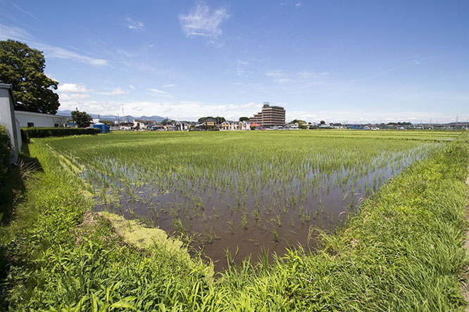 ６月なのにもう梅雨が明けた！ 空は一段高くなり、朝からしっかり暑い。そして田んぼは、完全に「緑」のギアに切り替わった。