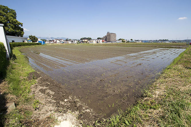 田植えが終わり、また新たな生命がこの地に吹き込まれた。五月晴れ、梅雨のシトシト、カエルの大合唱、うだるような暑さ、ゲリラ豪雨、台風の大風、赤とんぼの舞など様々なことがこの雄町に待ち受けている。