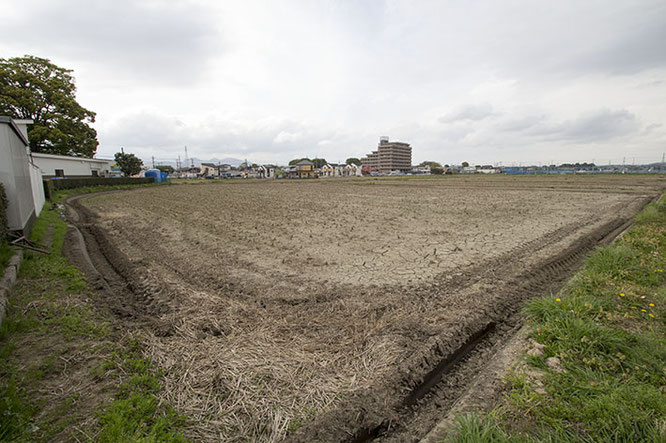 ４月の田んぼはまだ静か。冬の間に溜められていた水は抜かれ、荒起こし作業をひっそりと待つ。脇に生えた野花だけが、春が来ていることを感じさせるサインだ。