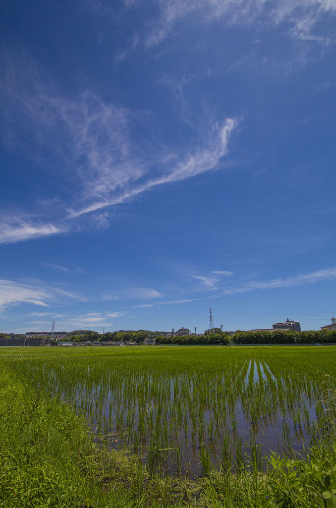 例年なら梅雨真っ盛りのこの季節。しかし日照時間も多くなり、稲の生長にとっては悪いことではないようだ。