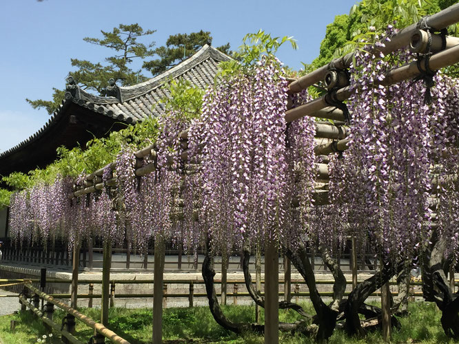 平等院の藤