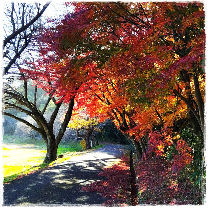 青島東側遊歩道より