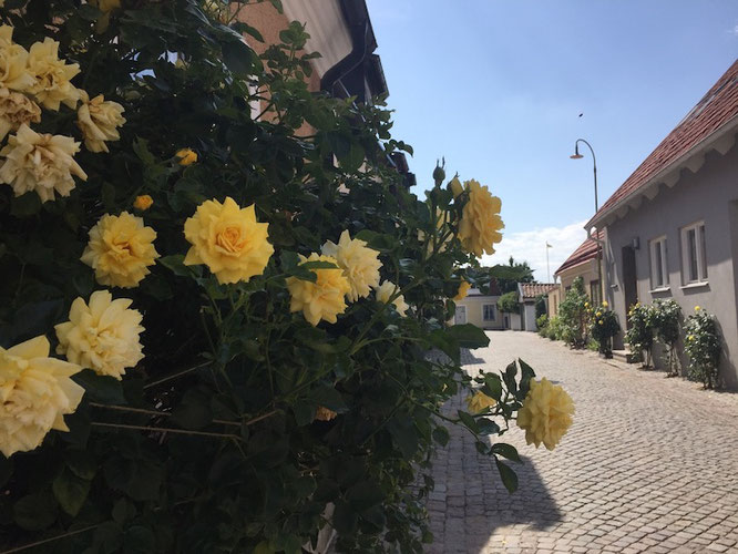 Kopfsteinpflaster und Rosen: So sehen die Gassen die Gassen in Visby auf Gotland im Sommer aus...