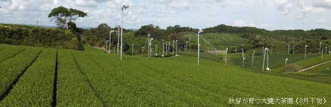 8月下旬の大甕大茶園