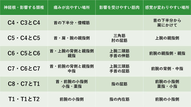 Cは頚椎、Tは胸椎の略。(4)より引用。