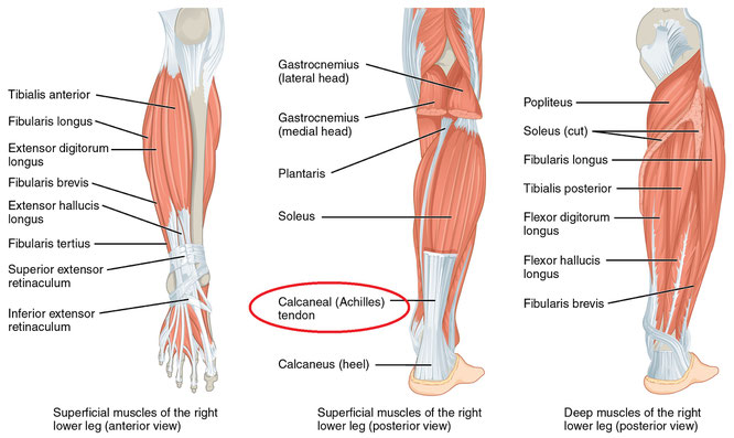 *アキレス腱=Achilles (Calcaneal) tendon