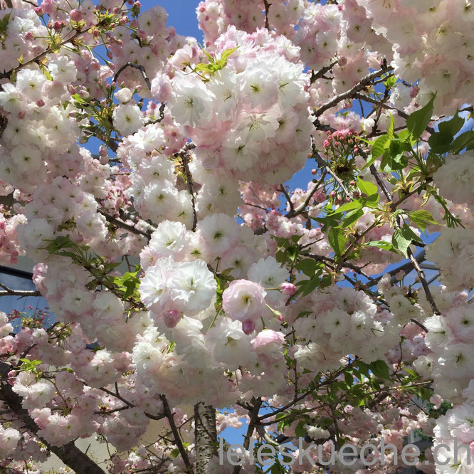 Kochblog oder nicht, die Kirschblüten dürfen nicht fehlen!