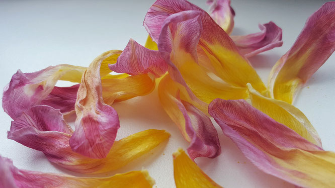 Blütenblätter; Tulpenblätter; Tulpe; Schönheit; Veränderung; Change; beauty; withering; Verblühen; tulip; fading flower; aging beauty; Random Reflections; live4happiness2day; bloggingforinspiration