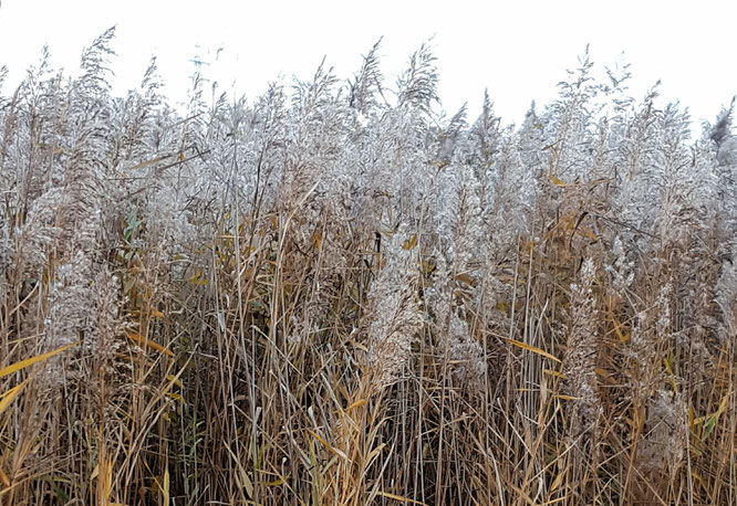 Elbinsel Kaltehofe; Kaltehofe; Herbst in Hamburg; Hamburger Herbst; live4happiness2day; bloggingforinspiration