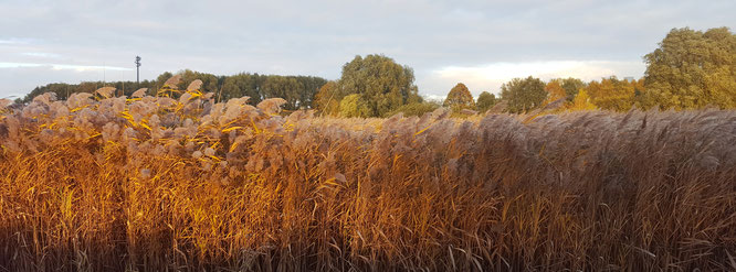 Elbinsel Kaltehofe; Kaltehofe; Herbst in Hamburg; Hamburger Herbst; live4happiness2day; bloggingforinspiration