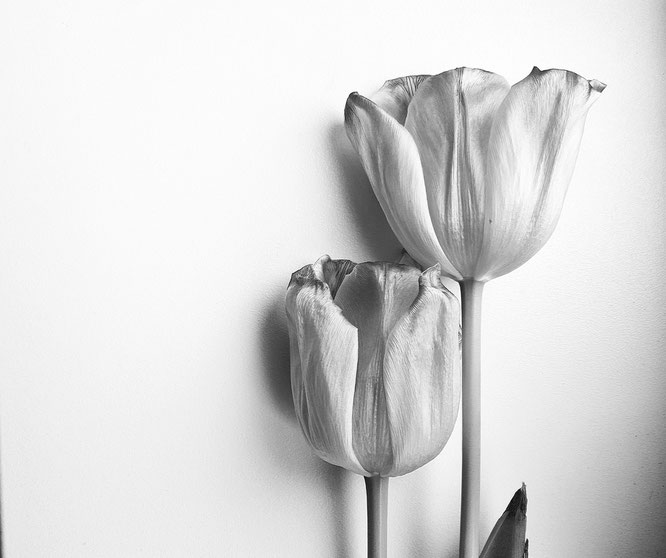 Tulpe; Schönheit; Veränderung; Change; beauty; withering; Verblühen; tulip; fading flower; aging beauty; Random Reflections; live4happiness2day; bloggingforinspiration