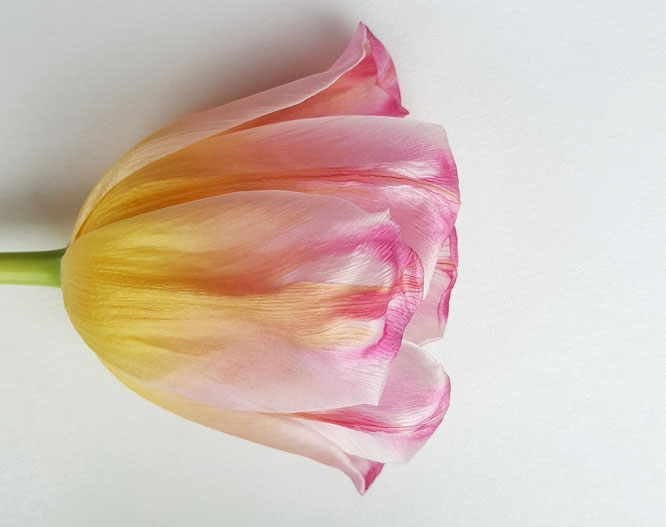 Tulpe; Schönheit; Veränderung; Change; beauty; withering; Verblühen; tulip; fading flower; aging beauty; Random Reflections; live4happiness2day; bloggingforinspiration