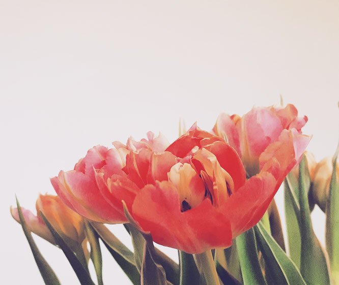 Blumenmachenglücklich; Frühling; Tulpen; live4happiness2day; bloggingforinspiration; RandomReflections