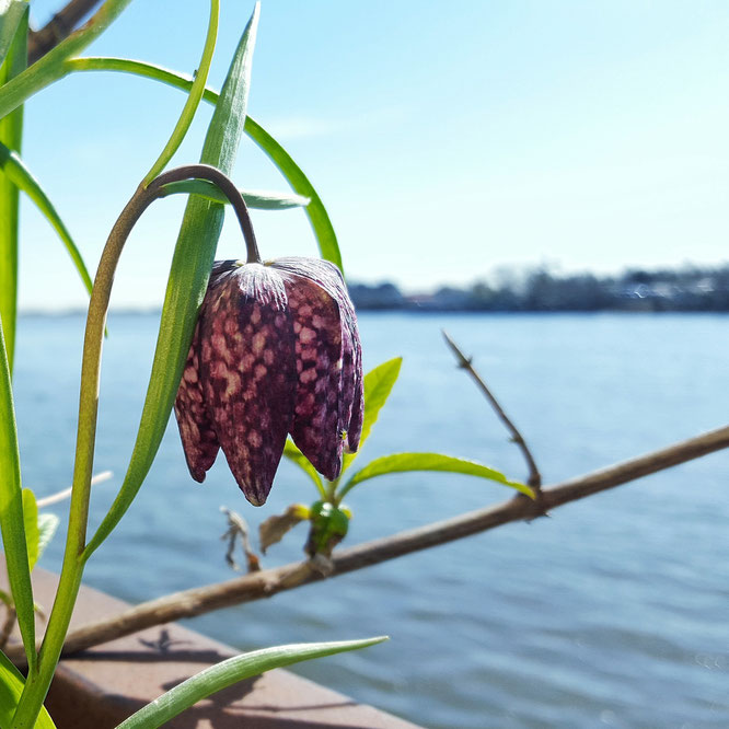 Entenwerder; Entenwerder1; Rothenburgsort; Hamburg; LocalLoves; live4happiness2day; bloggingforinspiration