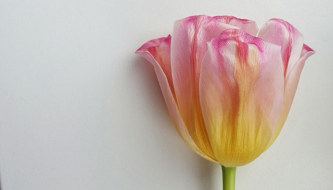 Tulpe; Schönheit; Veränderung; Change; beauty; withering; Verblühen; tulip; fading flower; aging beauty; Random Reflections; live4happiness2day; bloggingforinspiration