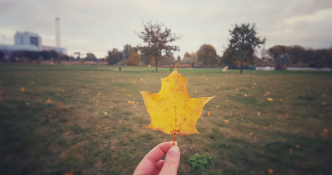 Elbinsel Kaltehofe; Kaltehofe; Herbst in Hamburg; Hamburger Herbst; live4happiness2day; bloggingforinspiration