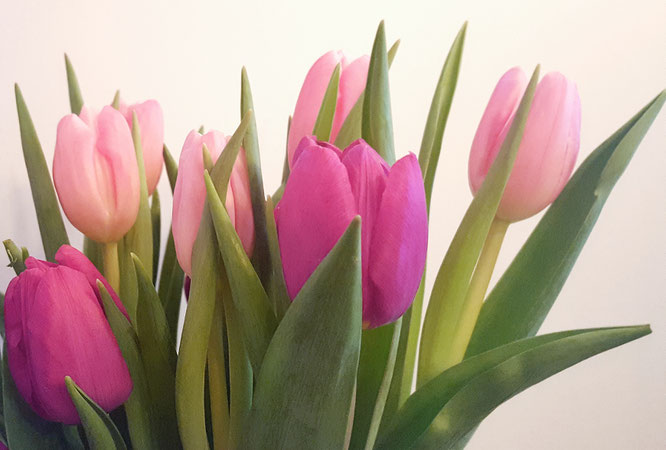 Tulpen; Jahreswechsel; Bloggeburtstag; live4happiness2day; bloggingforinspiration; RandomReflections