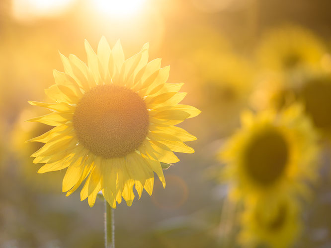 Sonnenblume Feld Goldene Stunde Bokeh Sommer Sonne