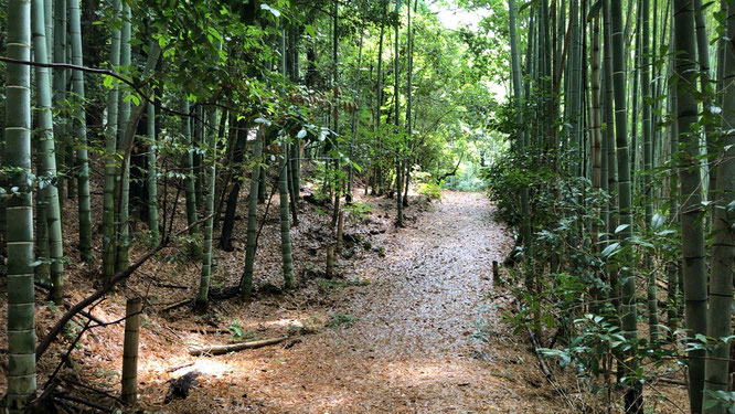 富田林 おちょやん