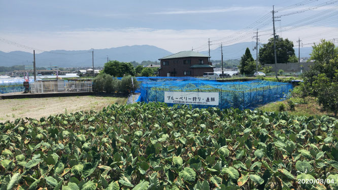 富田林 トアイアル