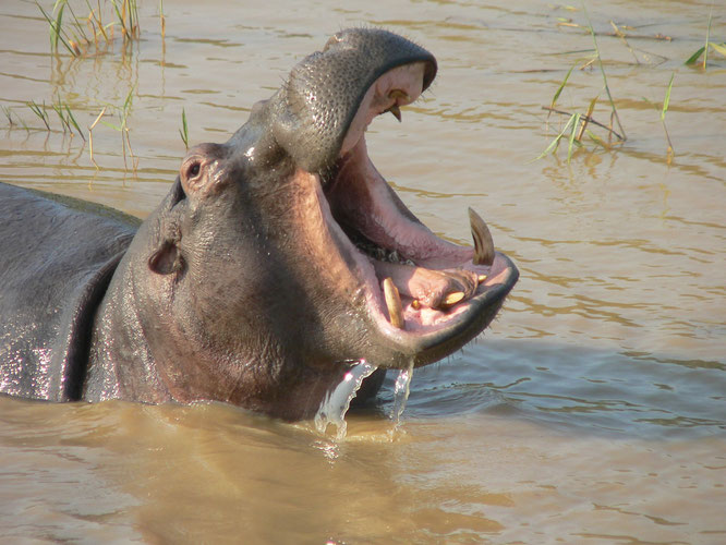 In Afrika kommen mehr Menschen durch Hippos ums Leben als durch Krokodile. HIppos sind reine Pflanzenfresser, aber wenn es um den Nachwuchs geht (und da sind wir sehr empfindlich) kennen sie keine Gnade. Zu Lande schaffen sie 40 km/h.