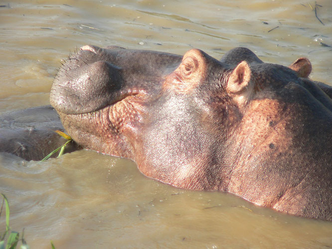 Hippos koennen laecheln?!