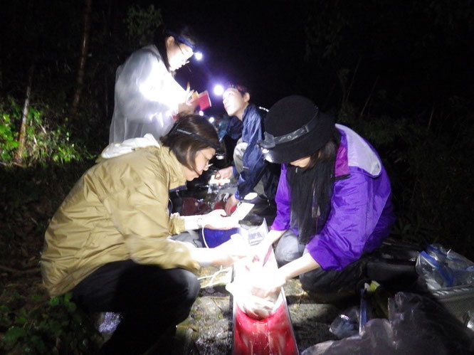 Dr. Matsui and her students taking blood samples