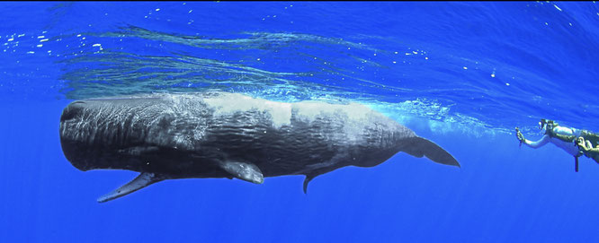 マッコウクジラホエールスイムツアー