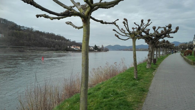 Drachenfels Königswinter 