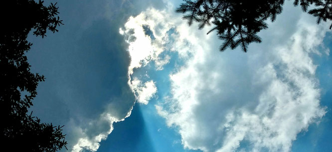 Natur Naturerleben Waldbaden Freiluft Atelier Pfälzerwald bitte barfuß Bildungskunst