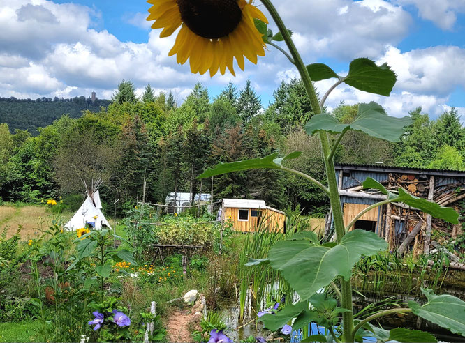 Pfälzerwald Auszeit, Permakultur, Wildkräuter, Entspannung, Erholung, Retreats, Kurse, Fasten, Yoga, Kochkurs, Waldbaden, Digital Detox, Firmenretreat, Freiluft Atelier