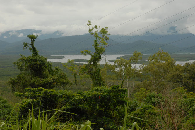 Rain forest in Queensland