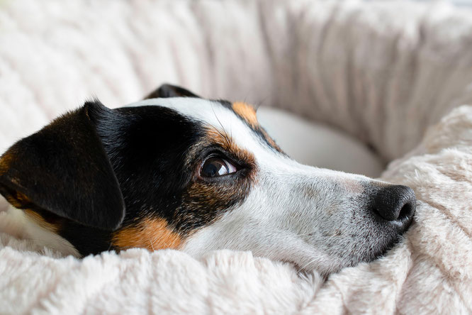 Hundesenior entspannt nach Massage in seinem Körbchen