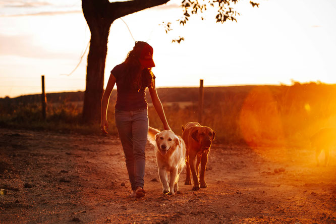 Aktive, gesunde Hunde im Garten bei Sonnenaufgang
