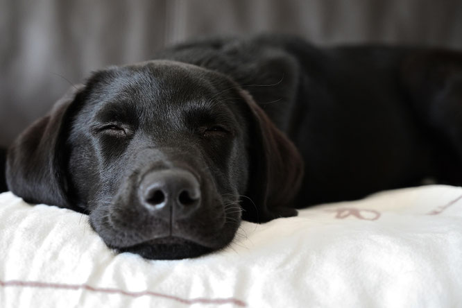 Schlafender, entsprannter Hund im Hundebett