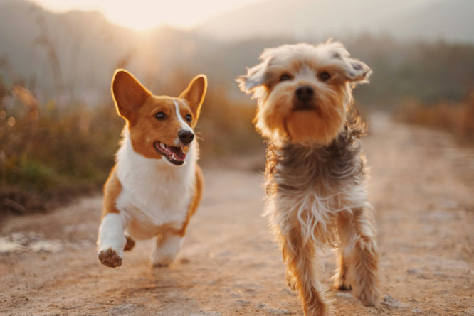 Zwei kleine Hunde spielend in der Natur 