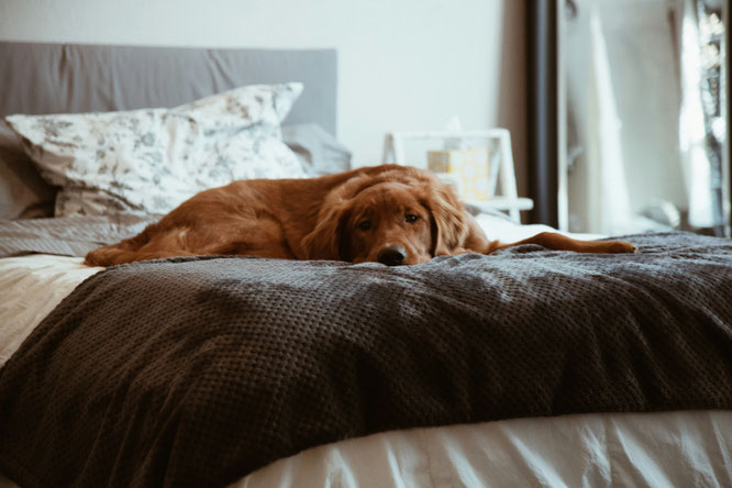 Hund liegt müde und traurig auf dem Bett