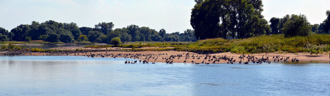Foto: © Biosphärenreservat Flusslandschaft Elbe-MV (Pixabay)