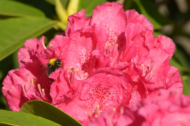 Rhododendron und die Hummel_______________30.05.2025  © ogv-reichenbach-fils.de /Juli2025 